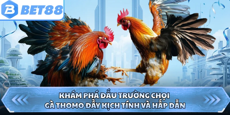 Khám phá đấu trường chọi gà Thomo đầy kịch tính và hấp dẫn